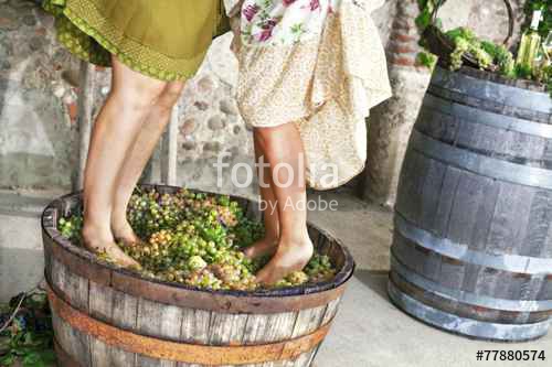 La vinification : de la vigne au verre